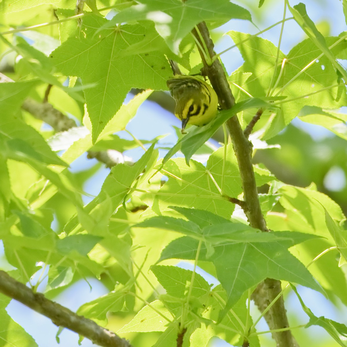 Prairie Warbler - Laura  Wolf