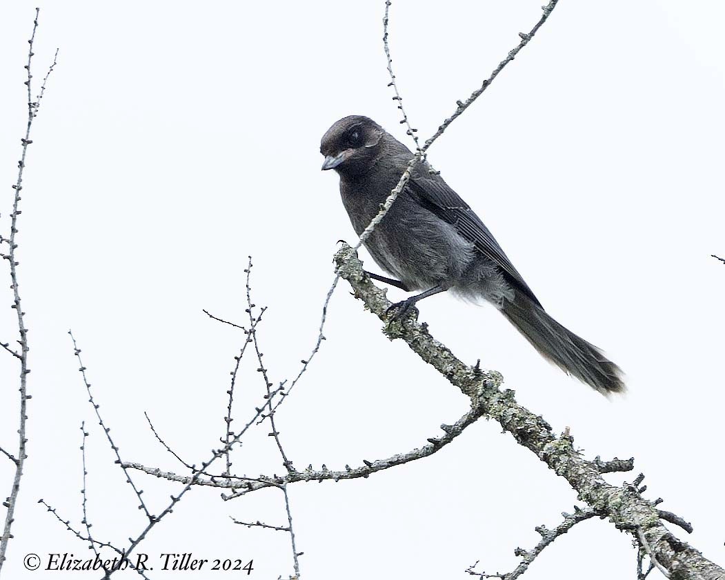 Canada Jay - ML620465117