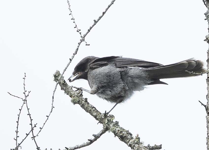 Canada Jay - ML620465118