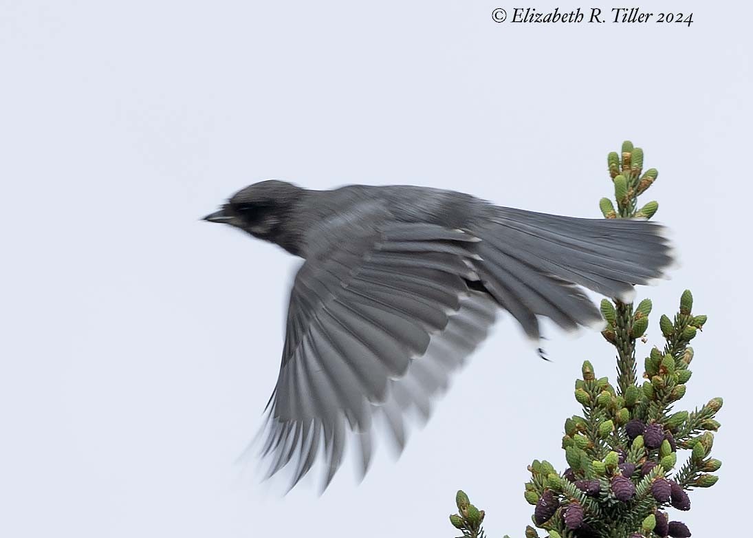 Canada Jay - ML620465120