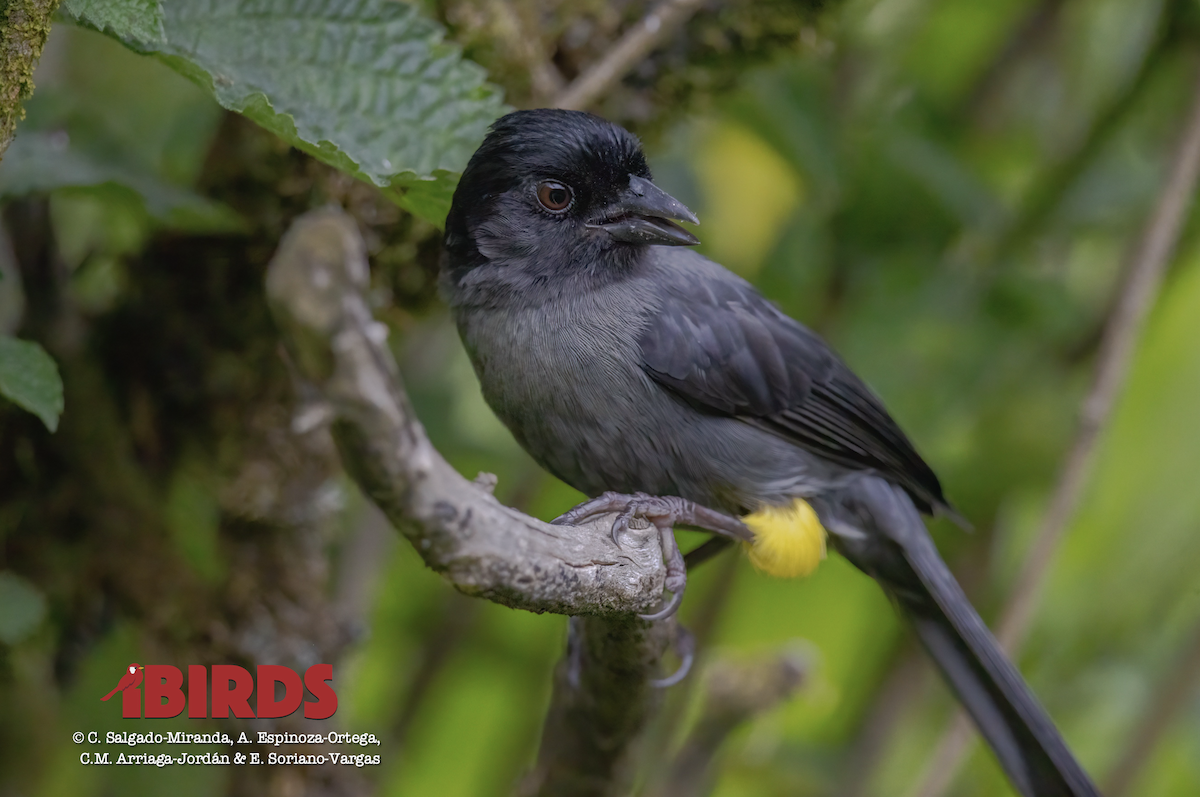 Yellow-thighed Brushfinch - ML620465126