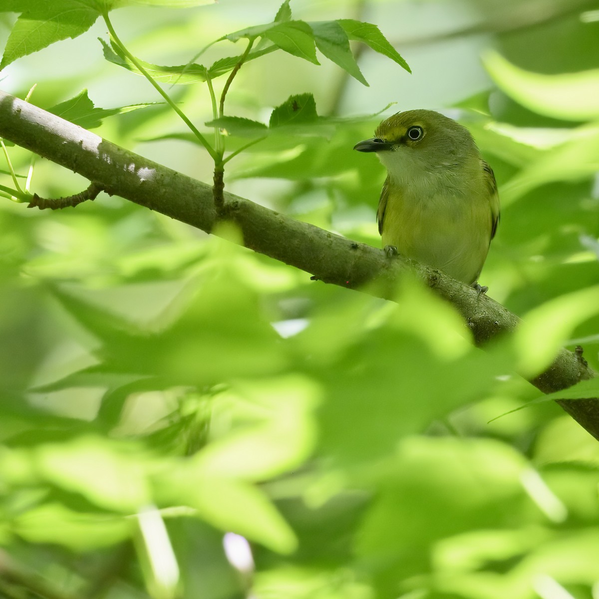 Ak Gözlü Vireo - ML620465132