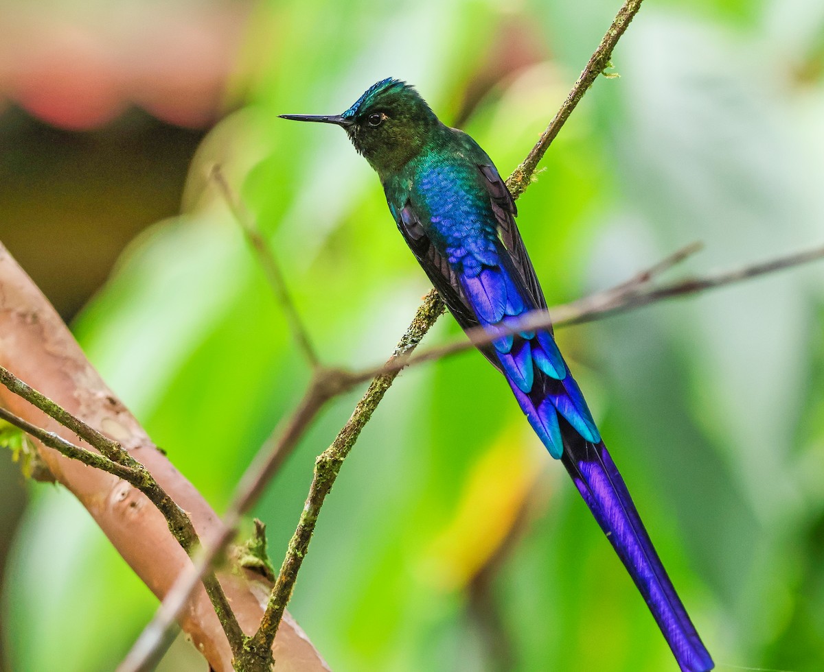 Violet-tailed Sylph - ML620465138