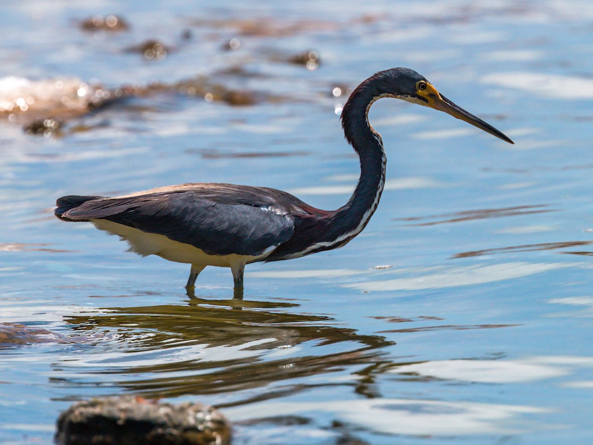 Tricolored Heron - ML620465143