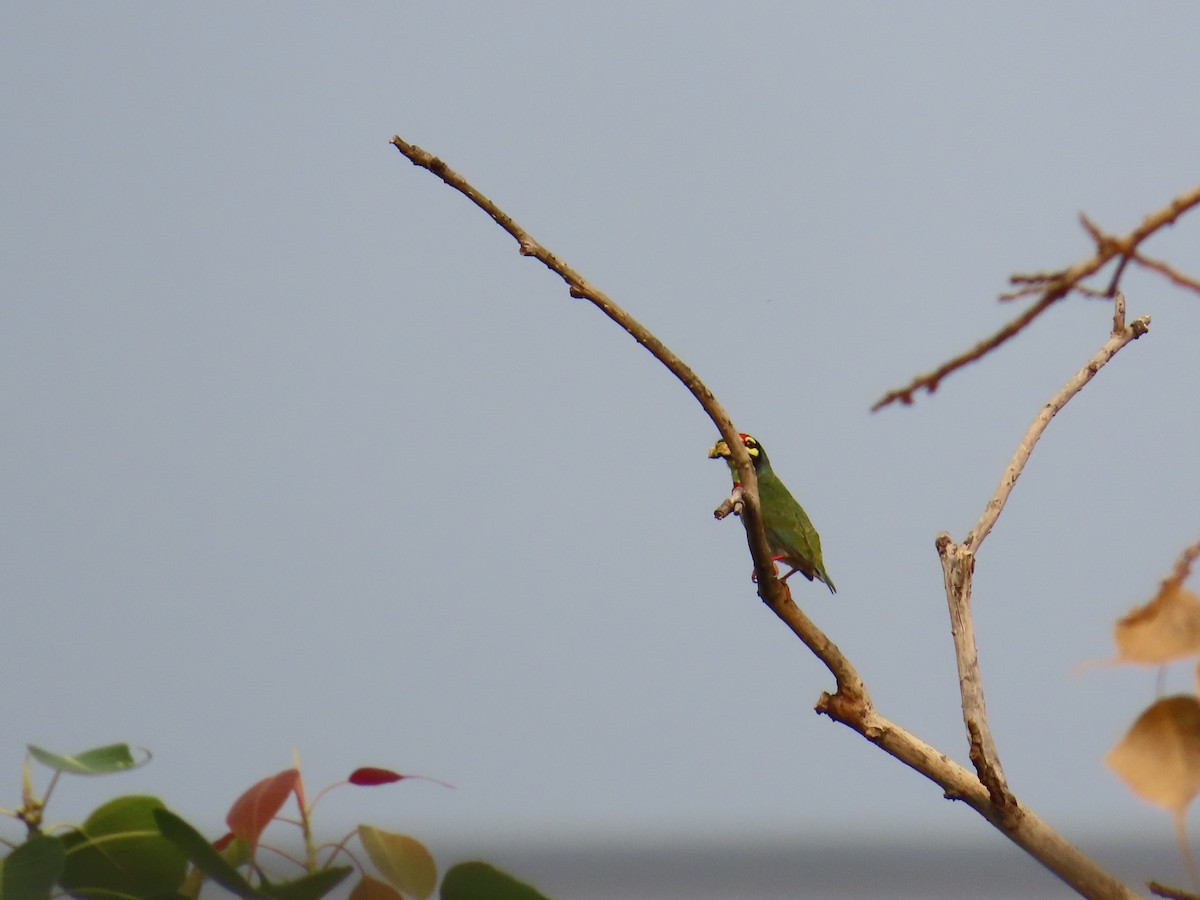 Coppersmith Barbet - ML620465152