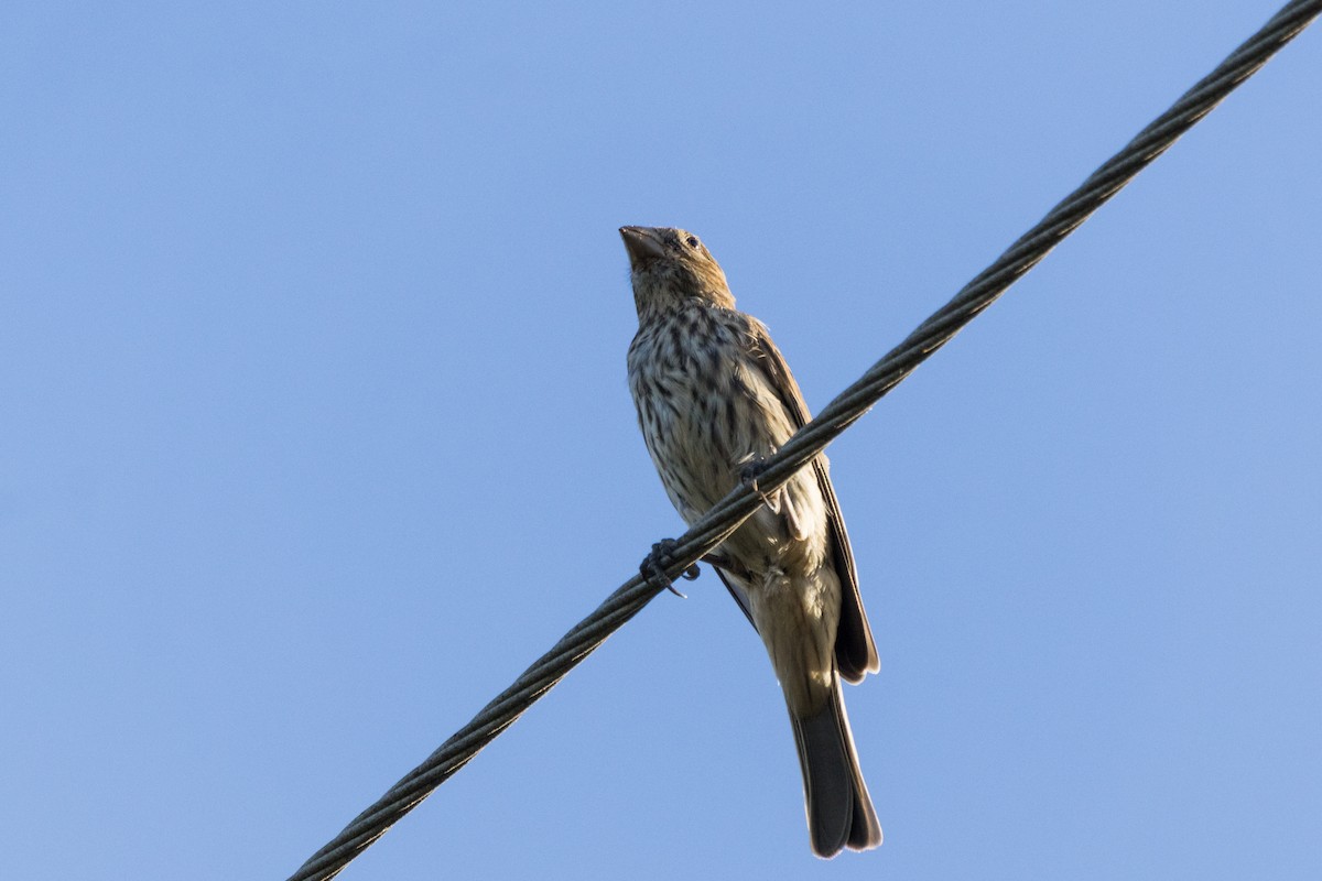 House Finch - ML620465154