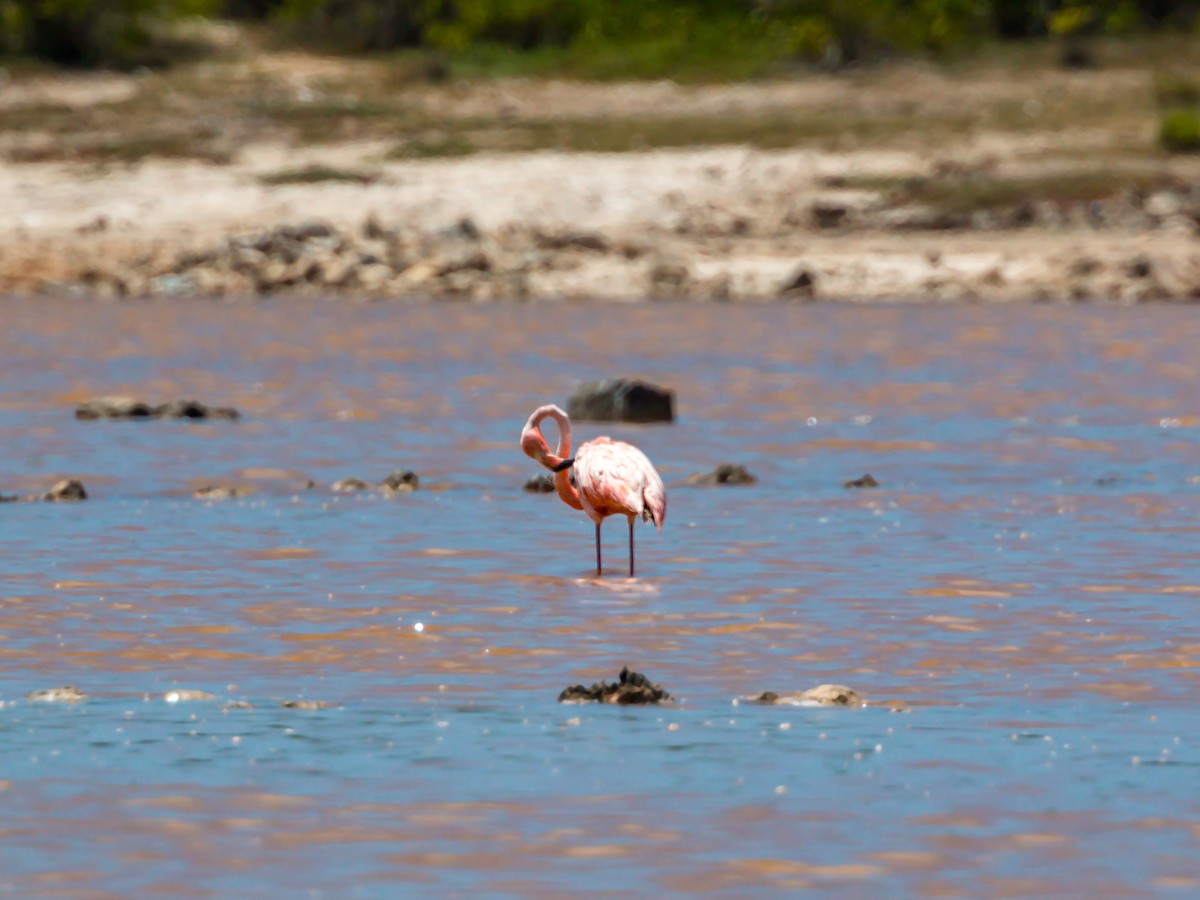 Flamant des Caraïbes - ML620465158