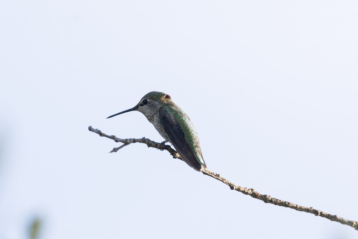 Anna's Hummingbird - ML620465174