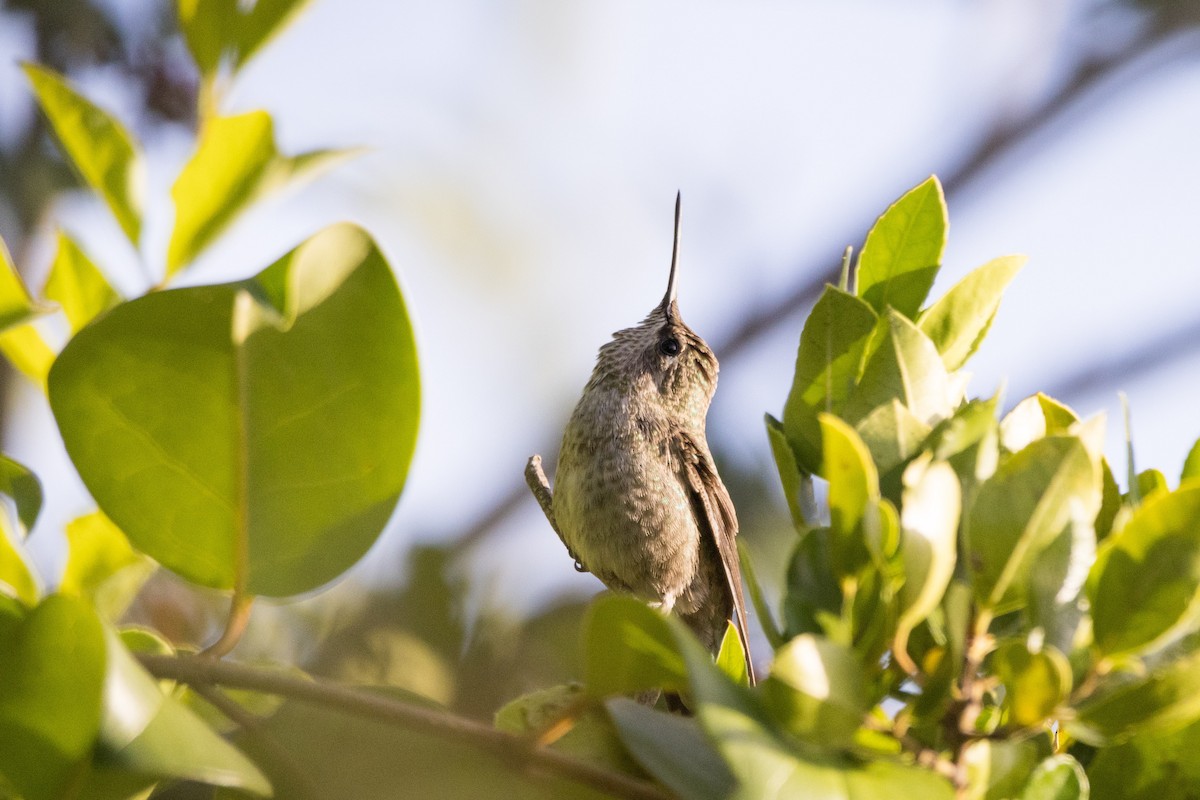 Anna's Hummingbird - ML620465175