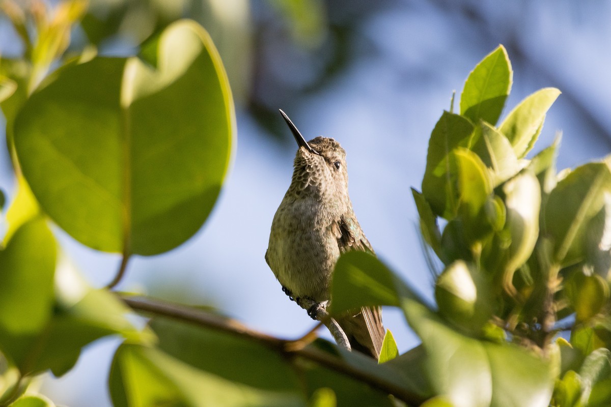 Anna's Hummingbird - ML620465176