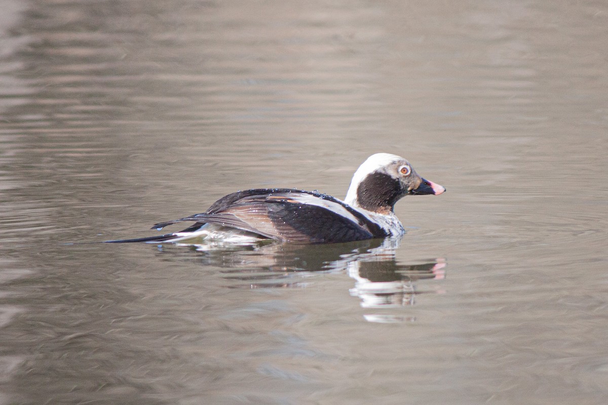 Long-tailed Duck - ML620465177