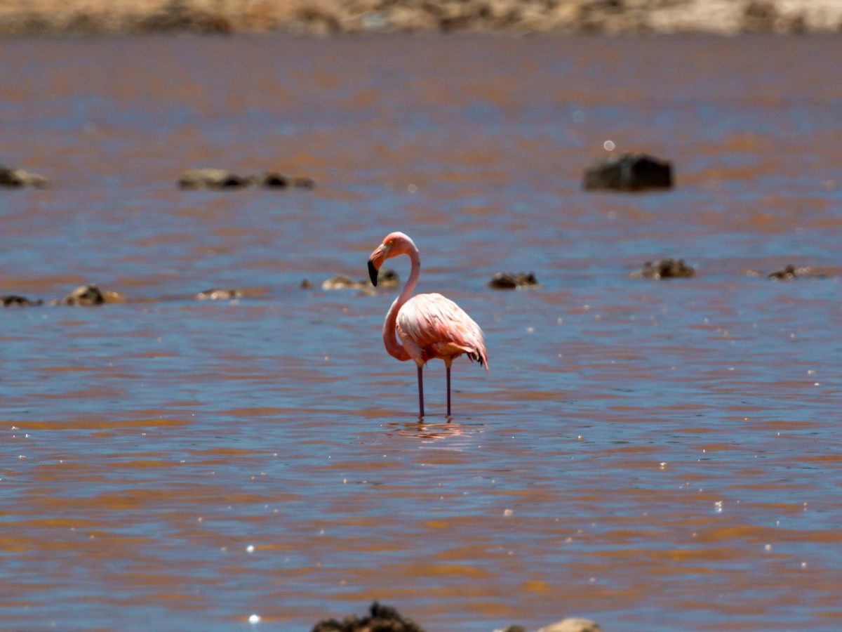 Flamant des Caraïbes - ML620465179