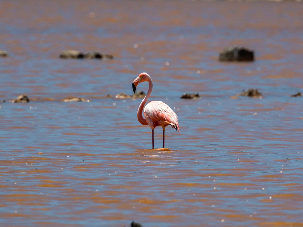 Amerika Flamingosu - ML620465182