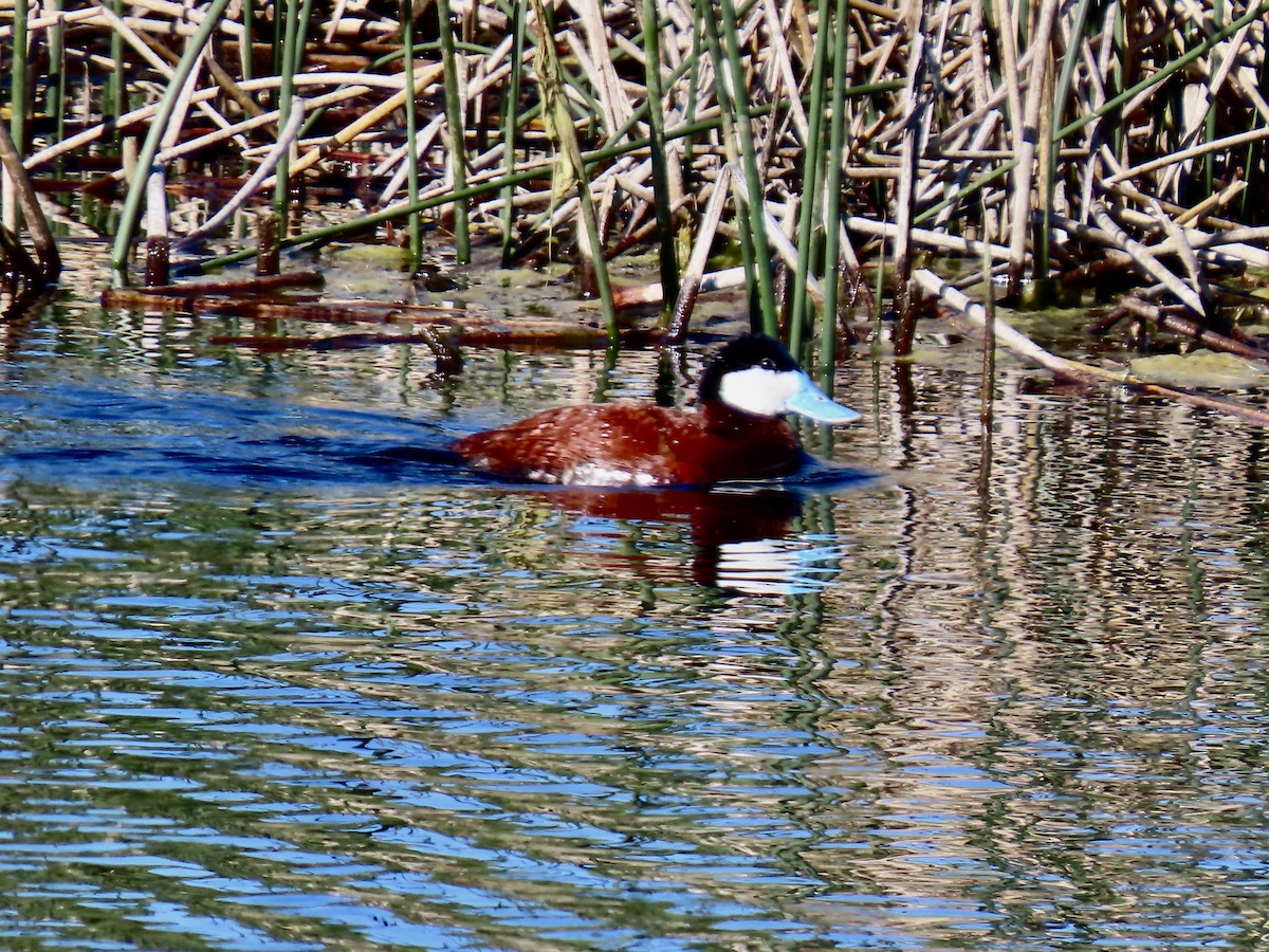 Ruddy Duck - ML620465189