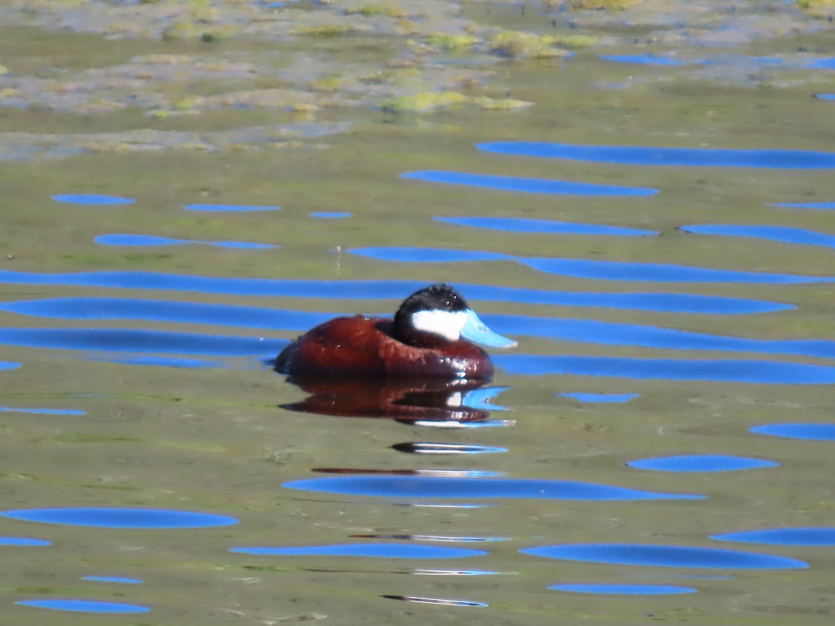 Ruddy Duck - George Gerdts