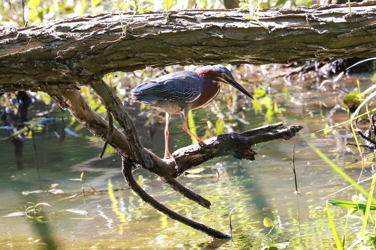 Green Heron - ML620465197