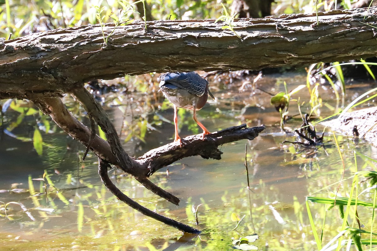 Green Heron - ML620465199