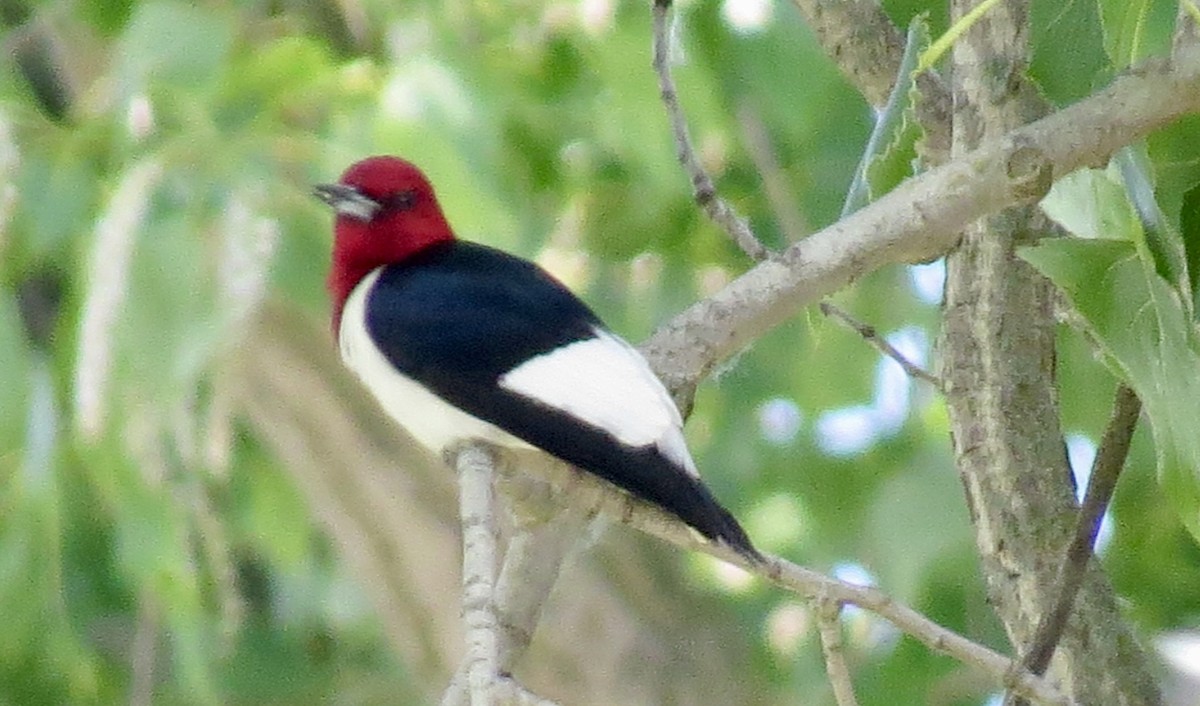 Red-headed Woodpecker - ML620465203