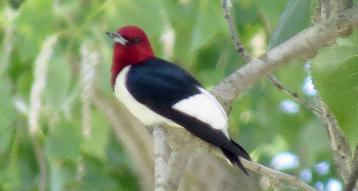 Red-headed Woodpecker - ML620465204