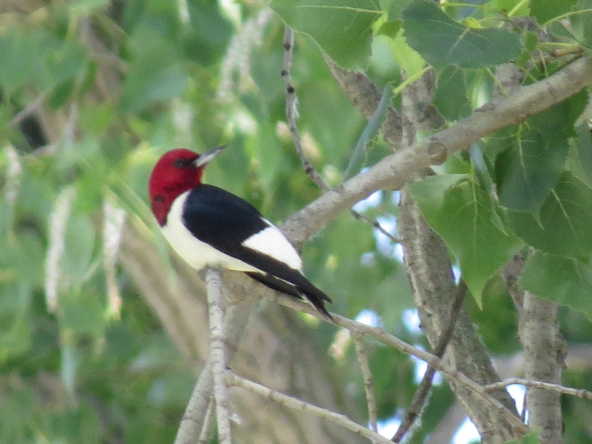 Red-headed Woodpecker - ML620465205