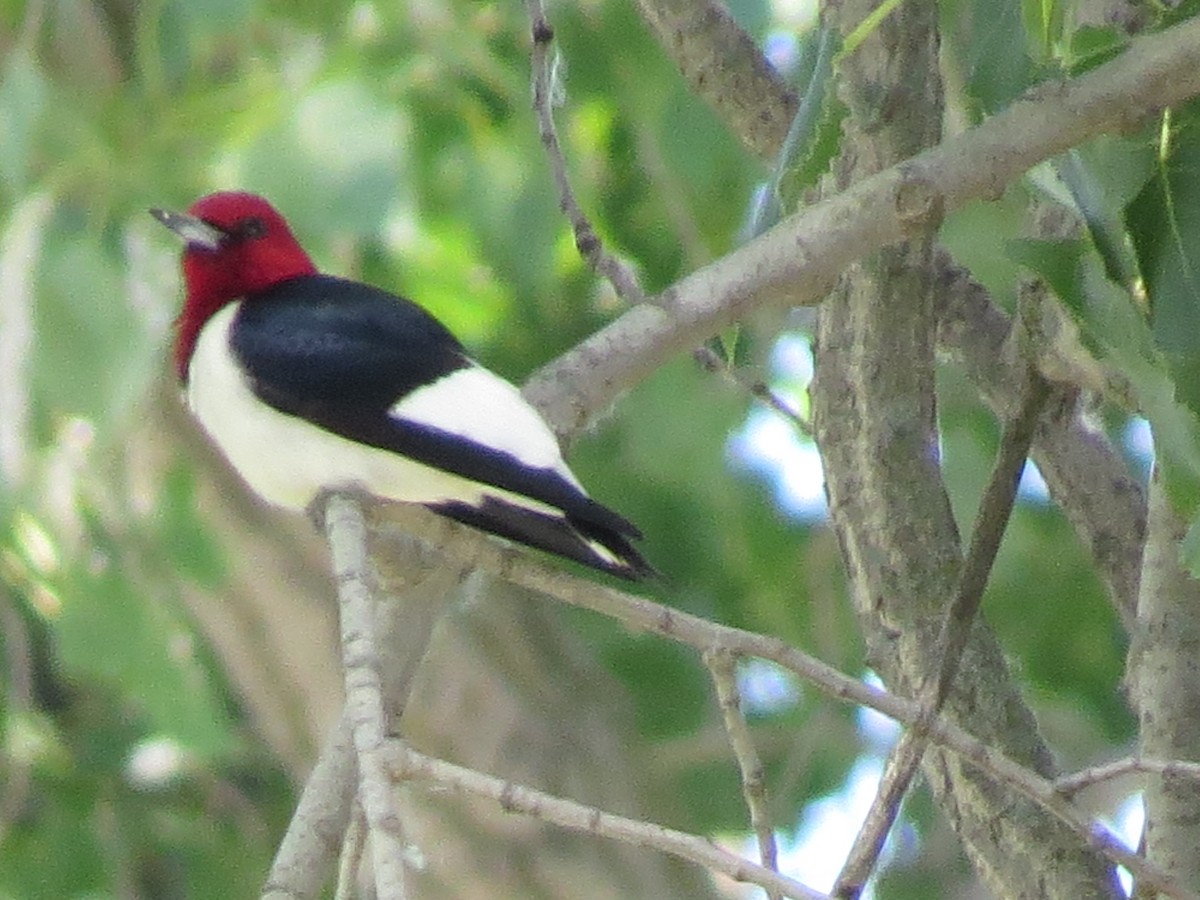 Red-headed Woodpecker - ML620465206