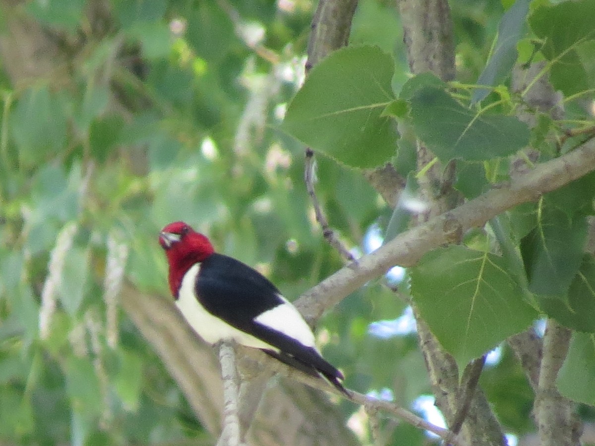 Red-headed Woodpecker - ML620465207