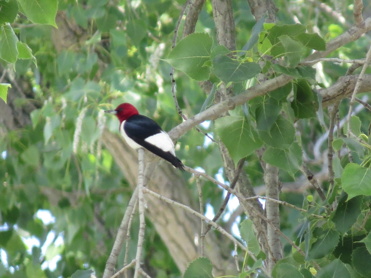 Red-headed Woodpecker - ML620465208