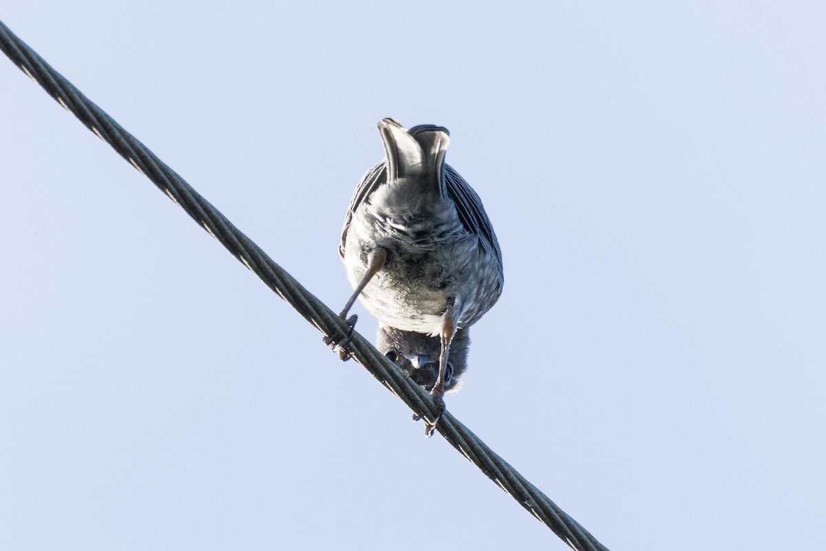 Western Bluebird - ML620465209