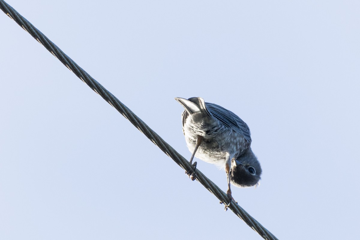 Western Bluebird - ML620465210