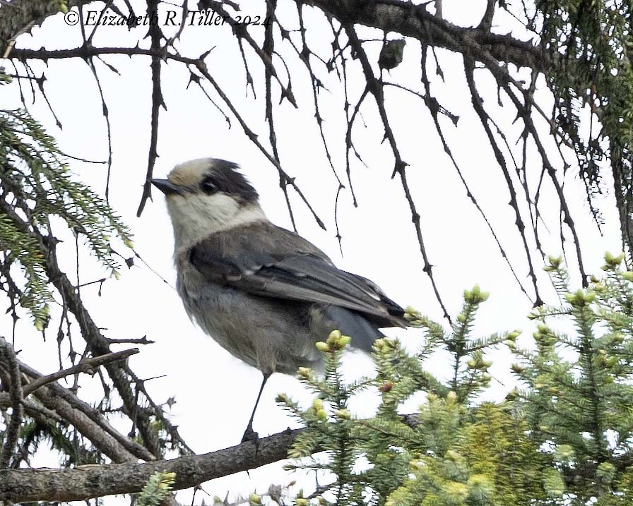 Canada Jay - Elizabeth Tiller