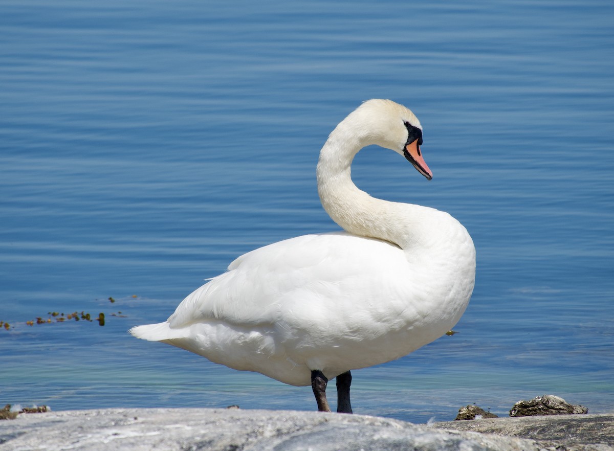 Mute Swan - Curtis Higgins