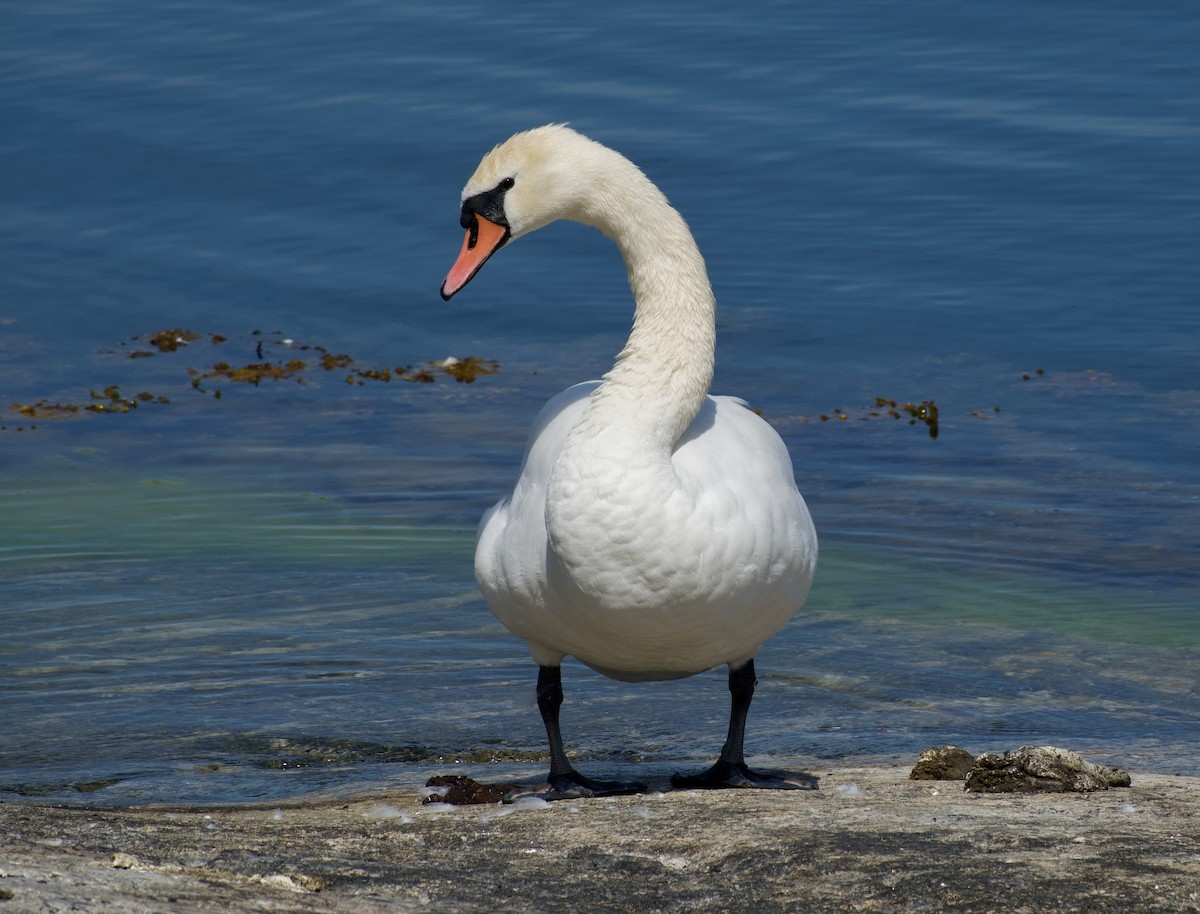 Cygne tuberculé - ML620465218