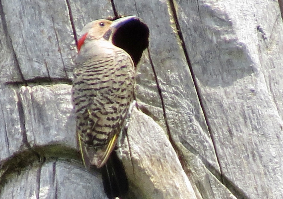 Northern Flicker - ML620465223