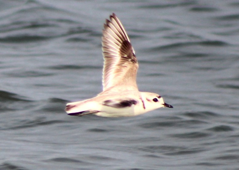 Snowy Plover - ML620465225