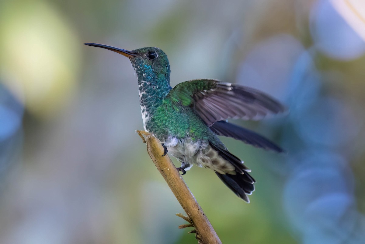 Glittering-throated Emerald - Rich Kostecke