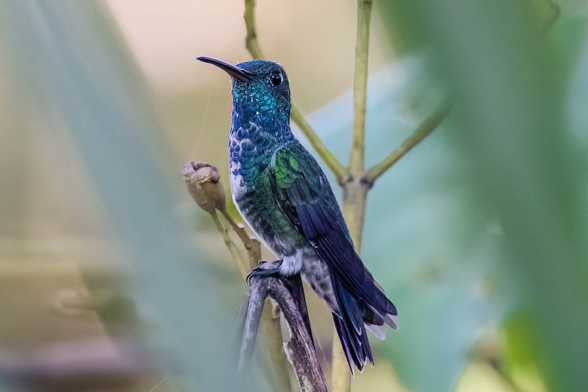 Glittering-throated Emerald - ML620465228