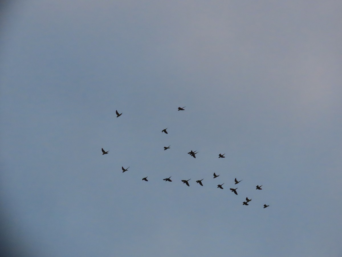 Rose-ringed Parakeet - ML620465235