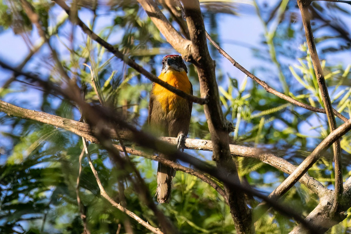 Scarlet-crowned Barbet - ML620465239