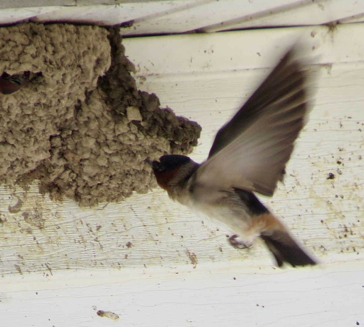 Cliff Swallow - ML620465253