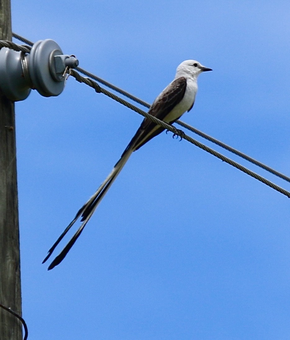 Scissor-tailed Flycatcher - ML620465257