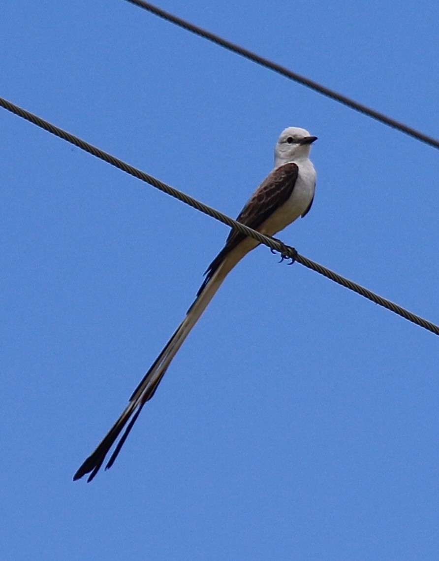 Scissor-tailed Flycatcher - ML620465258