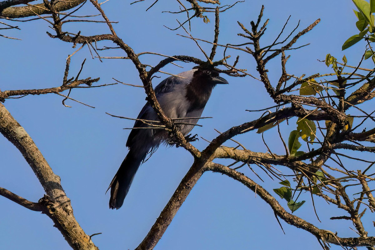 Violaceous Jay - ML620465265