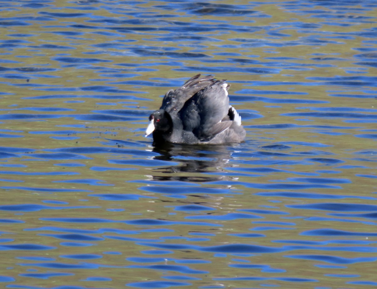 American Coot - ML620465267