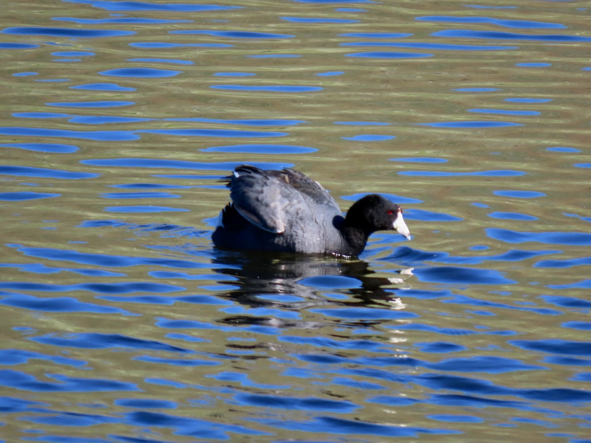 American Coot - ML620465269