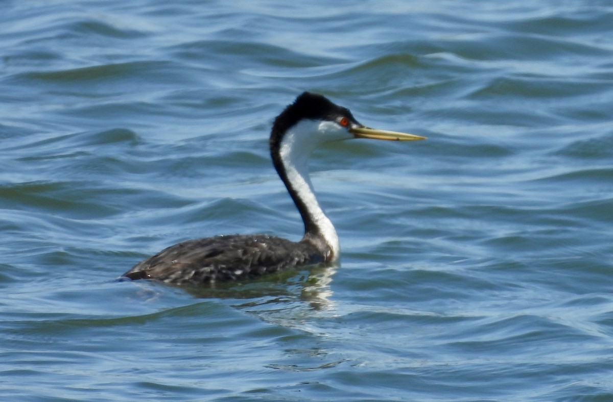 Western Grebe - Erica Kawata