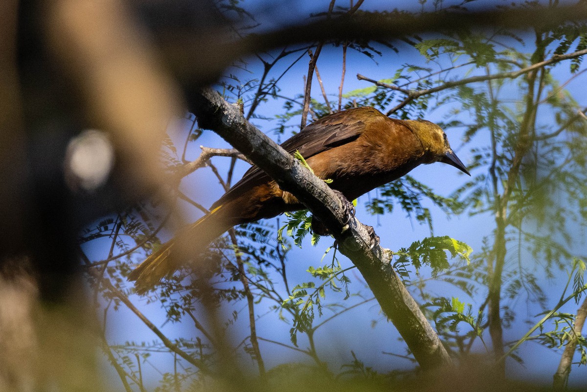 Russet-backed Oropendola - ML620465275