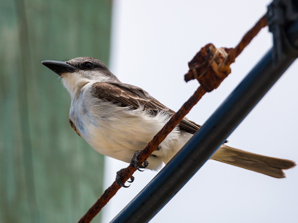 Gray Kingbird - ML620465276