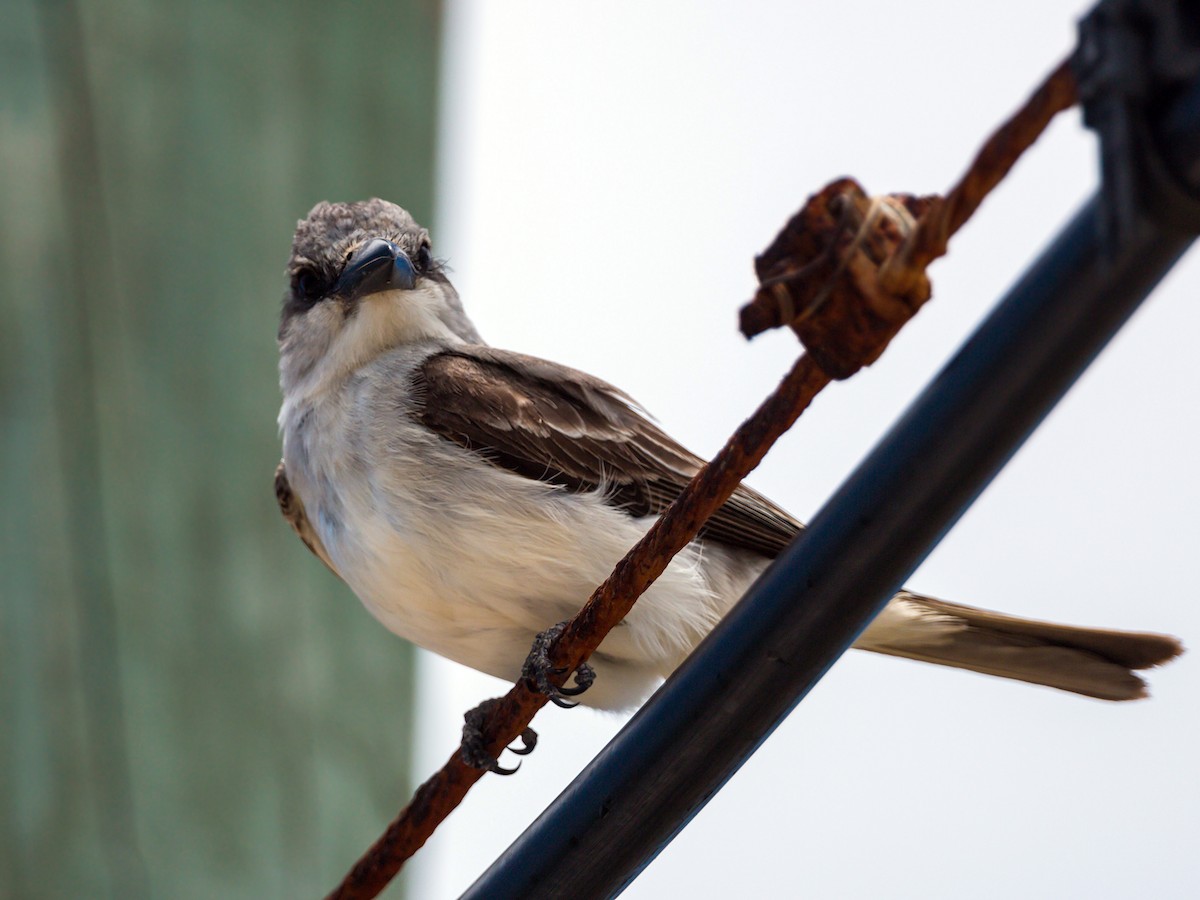 Gray Kingbird - ML620465277