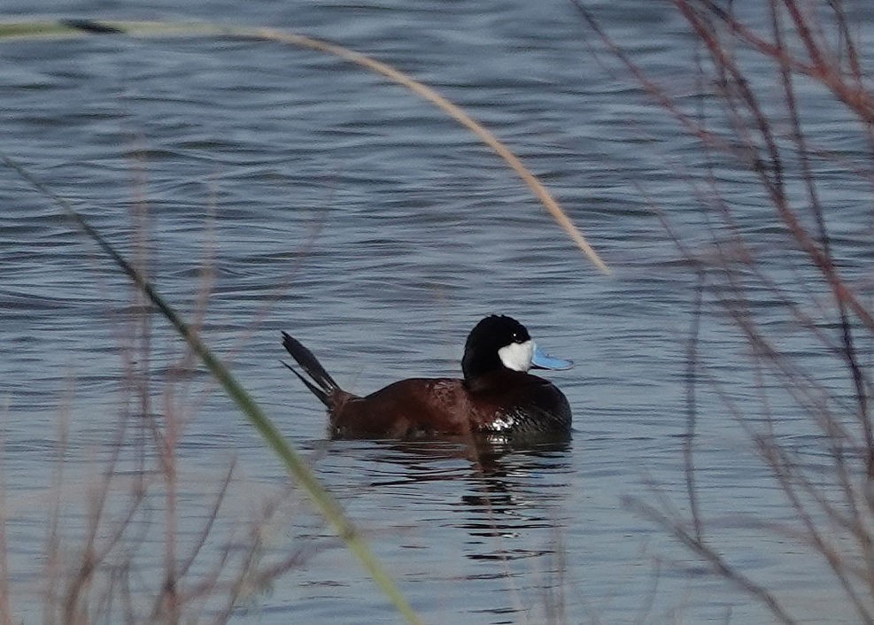 Érismature rousse - ML620465286