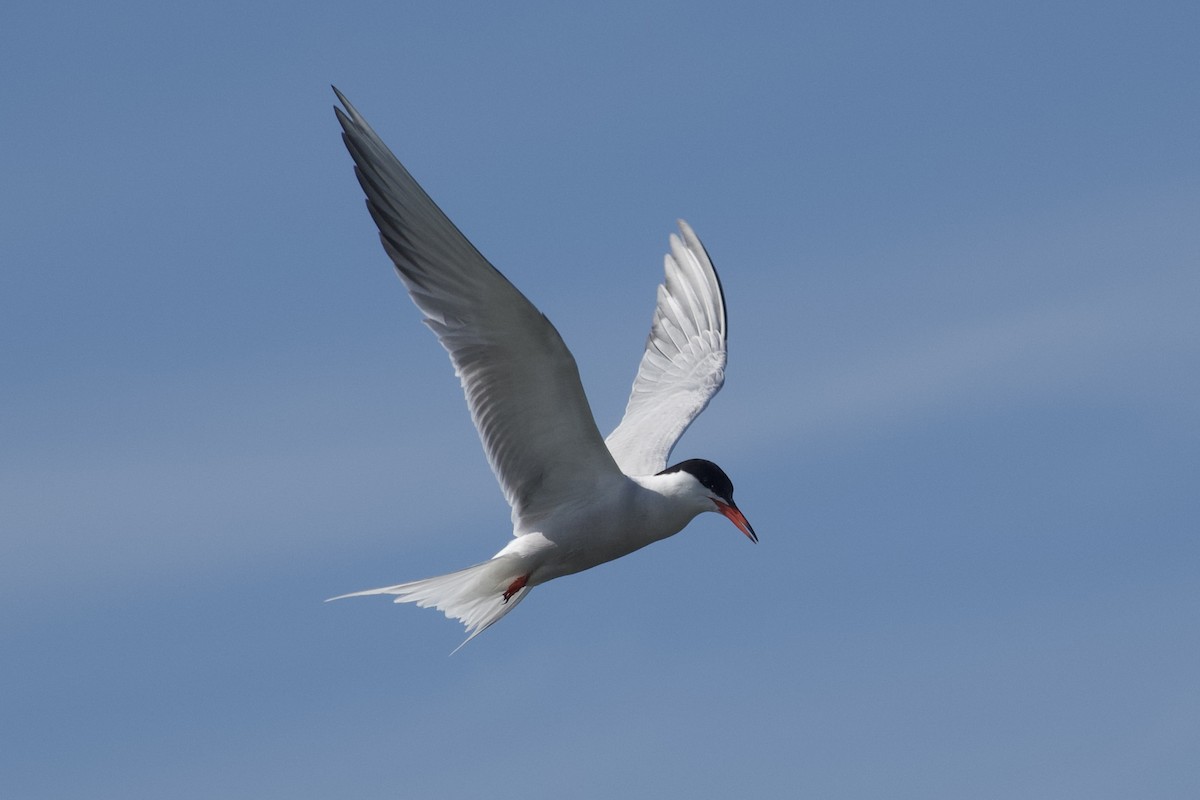 Common Tern - ML620465288